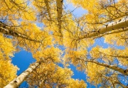 aspens