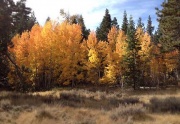 fall aspen shot