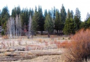 meadow with house